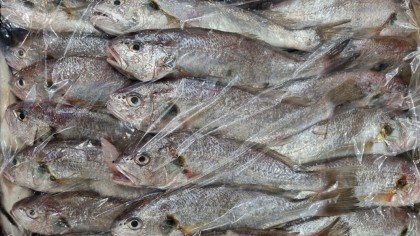 백조기(白鳥旗)