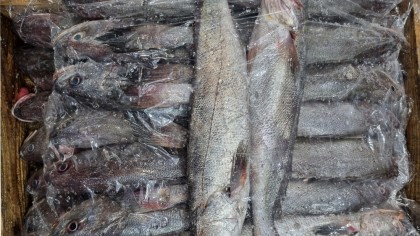 백조기(白鳥旗)